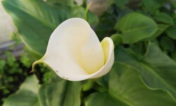 伏地魔是什么意思,形容女人伏地魔是什么意思图2