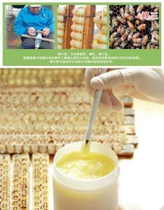 ​蜂皇浆和蜂王浆的区别，蜂王浆冻干片和蜂王浆有区别吗？