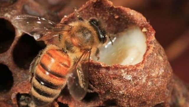 蜂皇浆和蜂王浆的区别，蜂王浆冻干片和蜂王浆有区别吗？图4