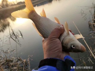 ​钓鲤鱼正确的方法（五个技巧送给你）