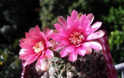 ​绯花玉怎么养殖？绯花玉的简介