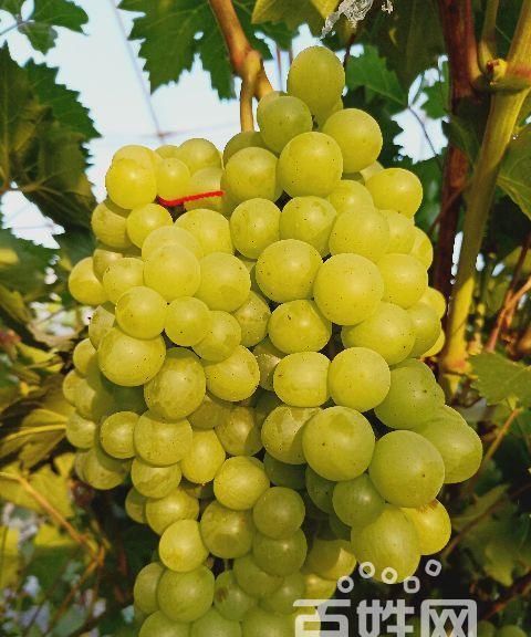 葡萄有马蜂有什么办法处理