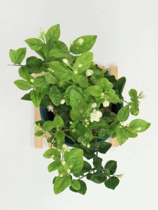 ​茉莉花怎么养