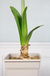 ​朱顶红花后如何养球