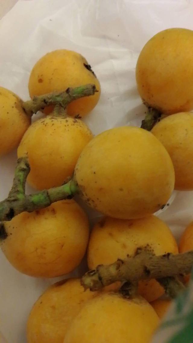 张家界凤凰旅游自由行攻略最新（张家界凤凰详细旅行攻略）(57)