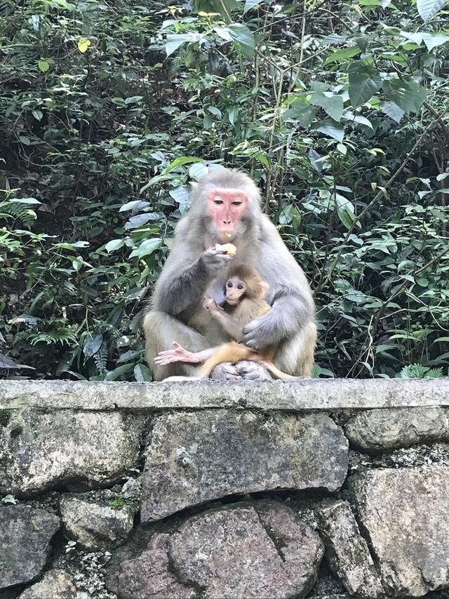 张家界凤凰旅游自由行攻略最新（张家界凤凰详细旅行攻略）(24)