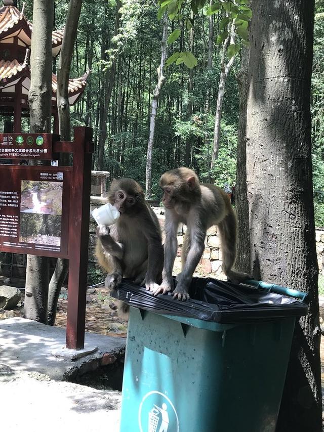 张家界凤凰旅游自由行攻略最新（张家界凤凰详细旅行攻略）(25)