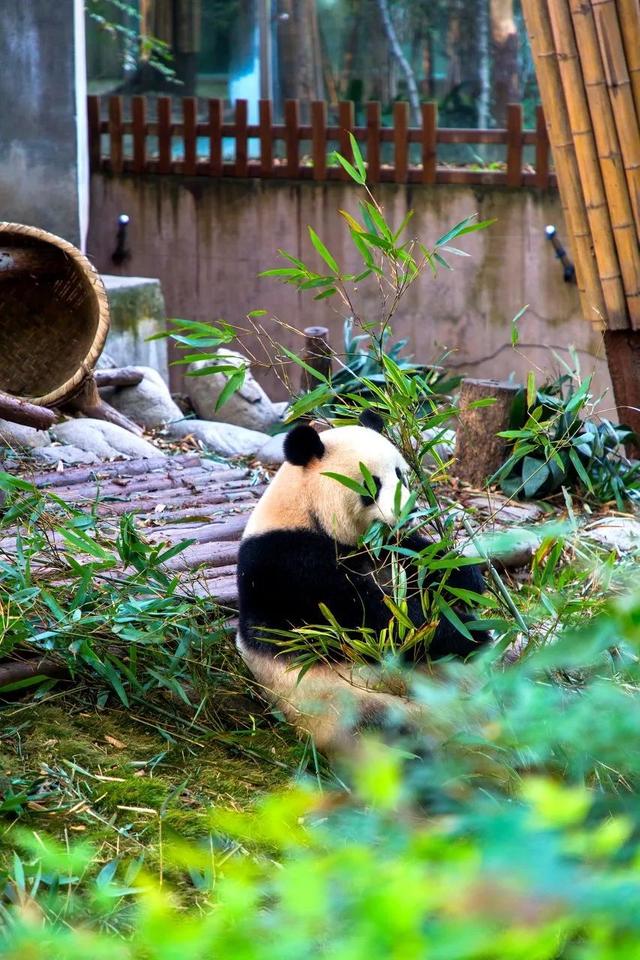 最美高铁线路旅游攻略（国内首条旅游高铁来了）(12)