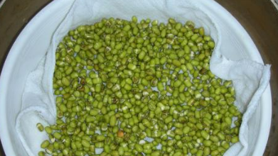 绿豆的生长过程,绿豆苗的生长过程记录图1