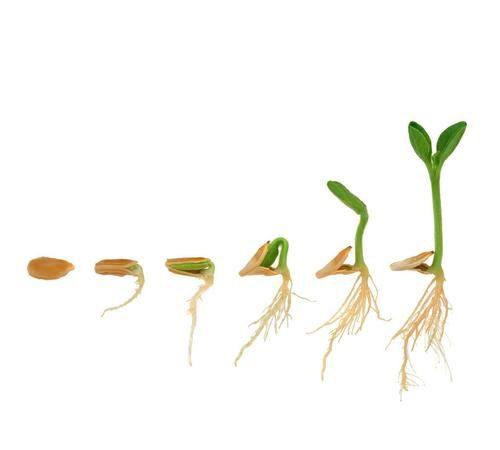 绿豆的生长过程是什么样子的