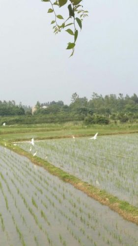 漠漠水田飞白鹭全诗-第1张图片-