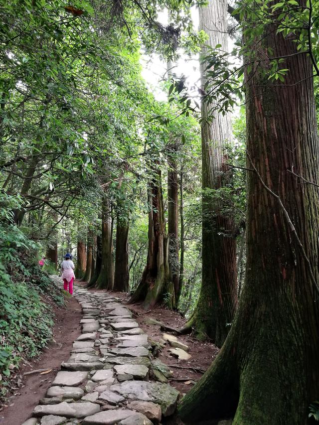 天目山旅游攻略一天游（皖南浙北逛两天之三）(8)