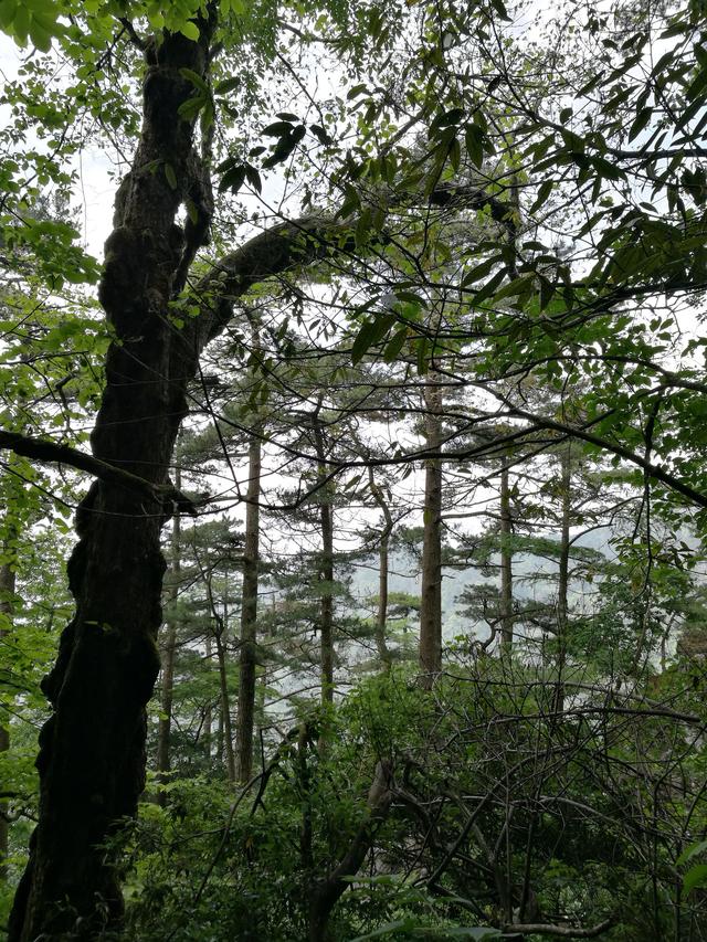 天目山旅游攻略一天游（皖南浙北逛两天之三）(4)