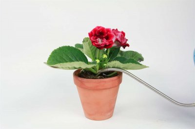 ​大岩桐的水插方法