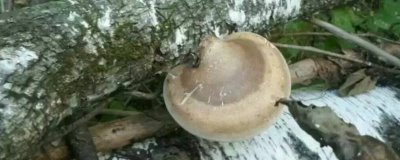 ​白灵芝的功效与作用吃法用量 白灵芝的功效与作用