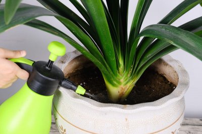 ​君子兰怎么养才能茂盛