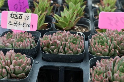 ​红宝石花的养殖方法