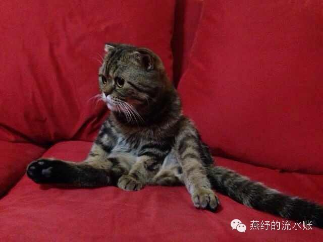 爱斯基摩人的生活习惯是什么(冰雪之原下涌动的奇幻故事)(4)