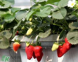 5月份可以种草莓吗?五月份可以种草莓吗? 5月份可以种草莓吗?五月份可以种草莓吗?