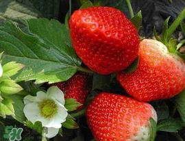 5月份可以种草莓吗?五月份可以种草莓吗? 5月份可以种草莓吗?五月份可以种草莓吗?