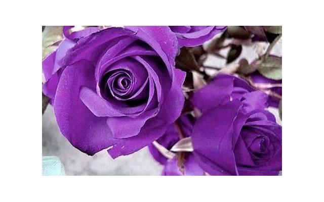 18朵玫瑰花代表什么意思 19朵玫瑰花代表什么意思 18朵玫瑰花代表什么意思 19朵玫瑰花代表什么意思