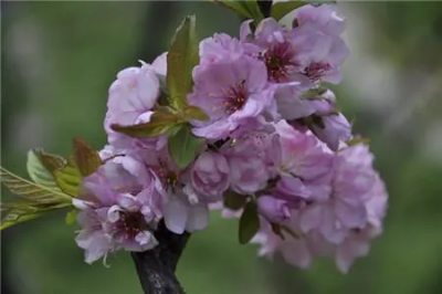 ​郁李有什么病害？它的解决办法有哪些？