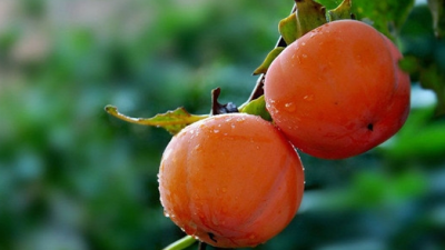 ​软柿子是什么意思,人是不是应该狠一点