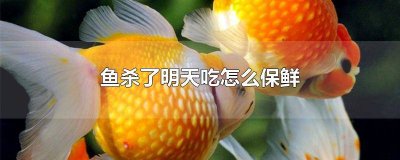 ​鱼杀好之后可以放冷藏第二天 活鱼现杀第二天吃要放保鲜吗