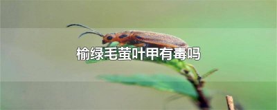 ​榆绿毛萤叶甲虫咬人吗 被榆绿毛萤叶甲咬了