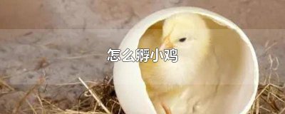 ​怎么孵小鸡不用机器 怎么孵小鸡家庭版