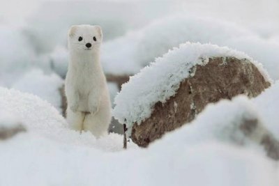 ​见过这么萌的扫雪吗?真想抱一下~