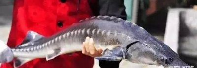 ​鲟鱼怎么做(鲟鱼怎么做老东北美食)