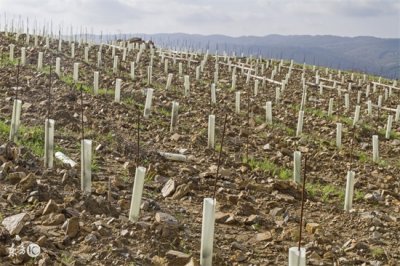 ​葡萄树10月份移栽能活吗（葡萄10月可以移栽最佳时间）