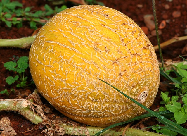 cantaloupe-59168_640.jpg