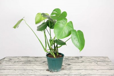 ​哪些人不适合养龟背竹