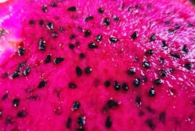 ​吃火龙果要把籽去掉吗，十个月宝宝吃火龙果用蒸熟吗？