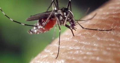 ​蚊子是靠什么找到人的（用什么方法驱蚊效果比较好）