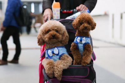 ​泰迪真正认主人表现在哪些地方（怎样看出泰迪幼犬认主人了）