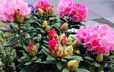 ​洋石楠的简介-洋石楠的养殖方法