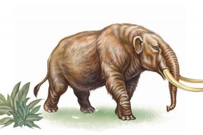 ​美国6岁男孩发现一颗万年前的乳齿象牙齿