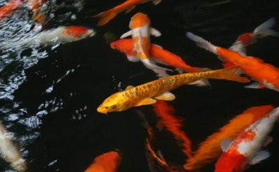 ​鱼池饲养锦鲤要点-花纹皮光鲤的寿命