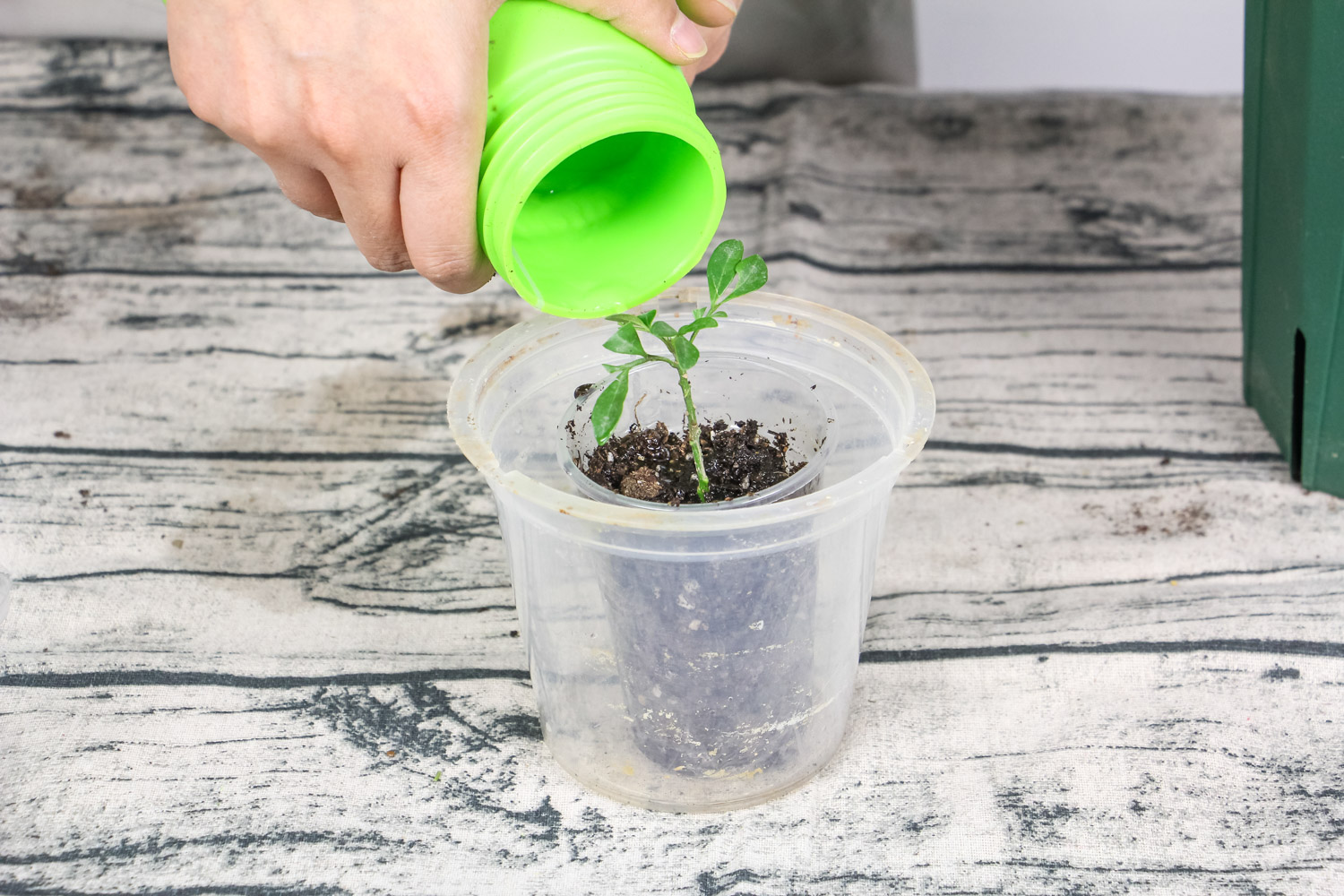 米兰花的寓意(米兰的花语的背后传说故事)