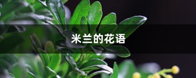 ​米兰花的寓意（米兰的花语的背后传说故事）