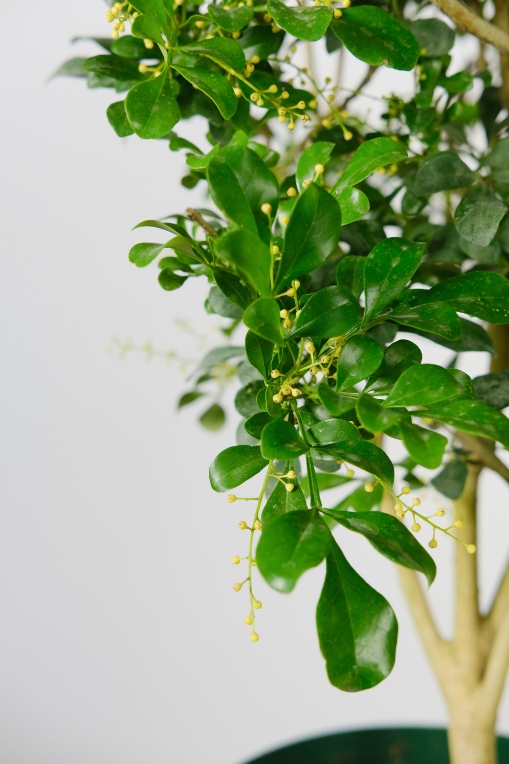 米兰花的寓意(米兰的花语的背后传说故事)