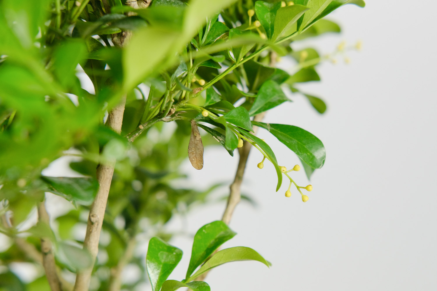 米兰花的寓意(米兰的花语的背后传说故事)