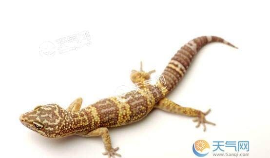 壁虎怕什么味道