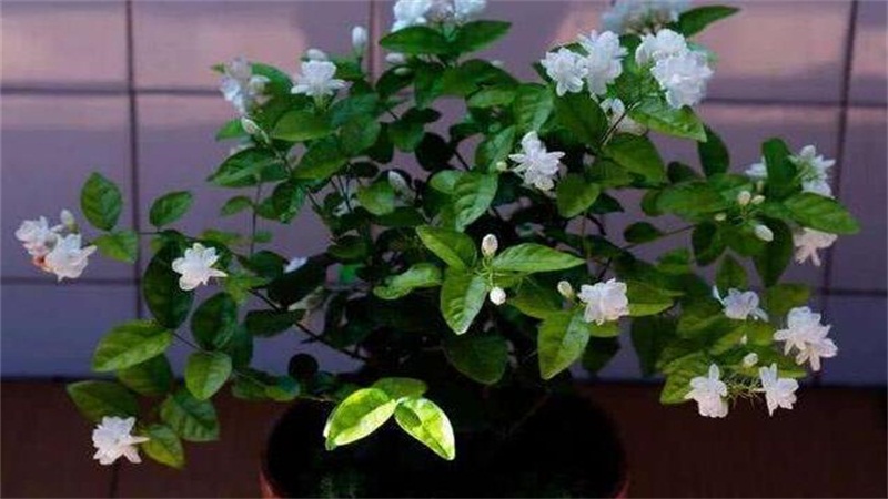 盆栽茉莉花怎么施肥(图1)