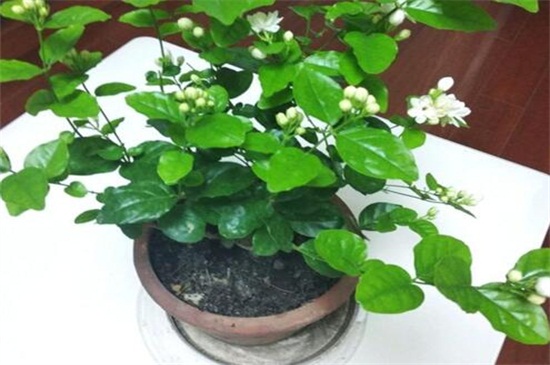 盆栽茉莉花怎么施肥(图3)