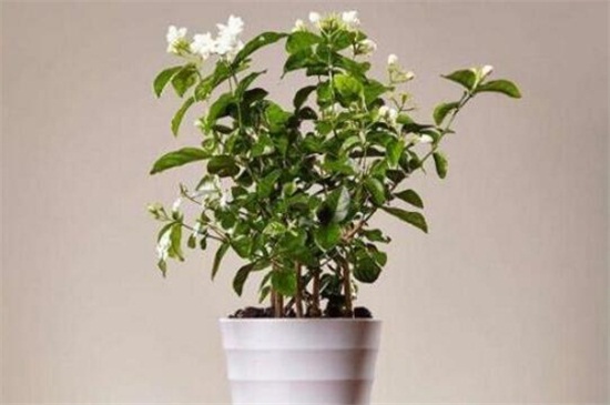盆栽茉莉花怎么施肥(图2)