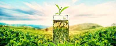 ​茶的品种 茶的品种都有哪些